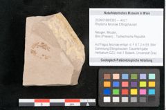 Foto (Objekt + Etikett) von Rhytisma feroniae Ettingshausen (NHMW-GEO-2024-0188-6393)